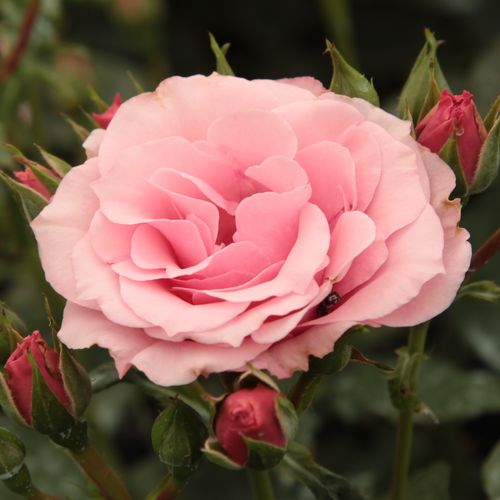 E-commerce, vendita, rose, in, vaso rose floribunde - rosa - Rosa Regéc - rosa non profumata - Márk Gergely - ,-